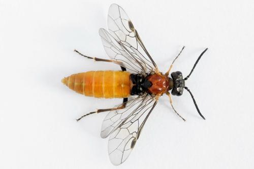Réf. 223 104 : Dolerus aericeps